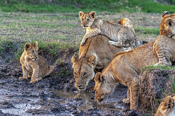 Eric Albright - Family Time - African Lions