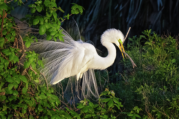Wildlife Photographs