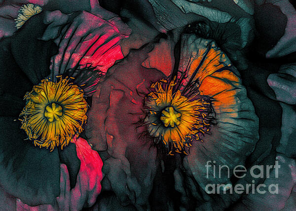 Flower Photographs