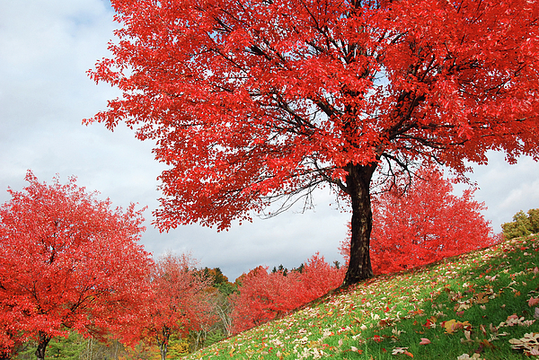 Greta Foose - Favorite Red Maple Tree
