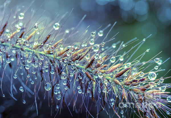 Nature Digital+art