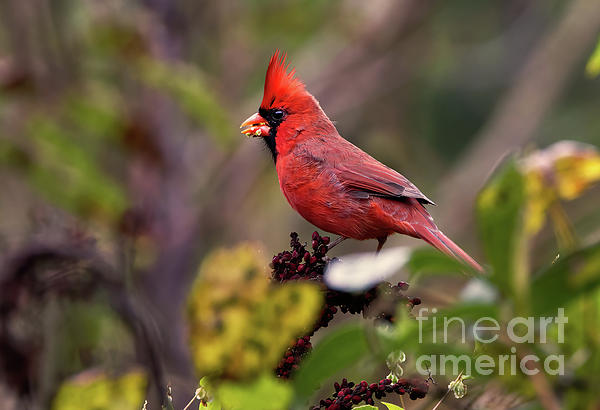 Douglas Stucky - Feeding Male Cardinal 