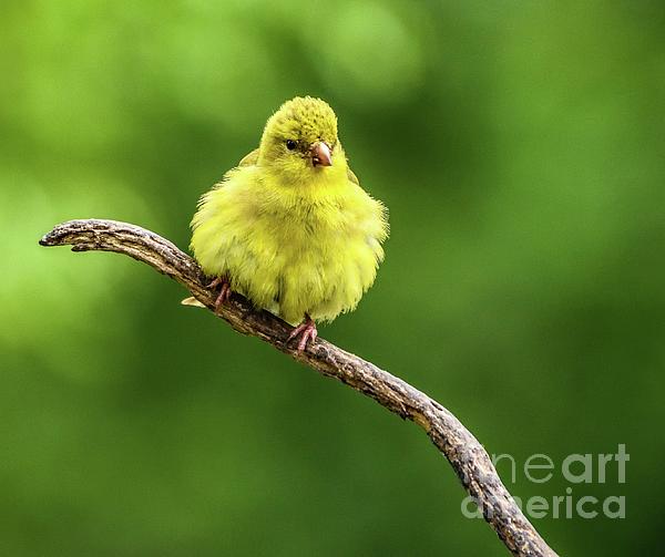 Cindy Treger - Female American Goldfinch Looks Like a Ball of Fluff