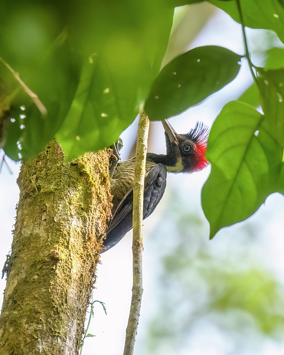 Belinda Greb - Female Lineated Woodpecker
