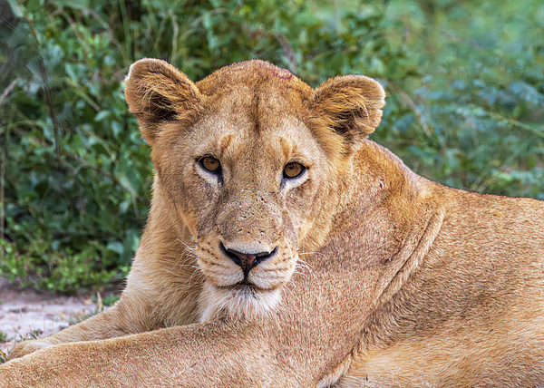 Jay Tilles - Female Lion - South Africa