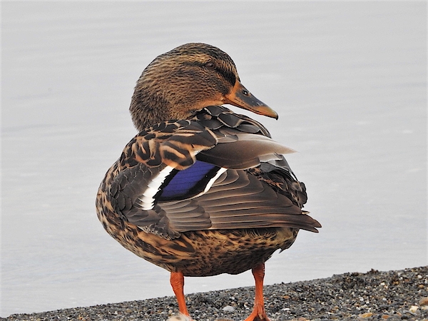 Mallard discount duck blanket