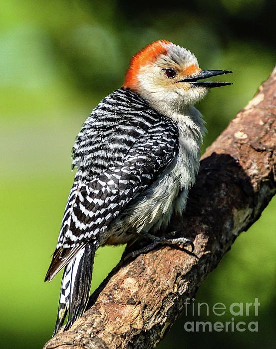Cindy Treger - Female, Red-bellied Woodpecker Looks Adorable All Fluffed Out