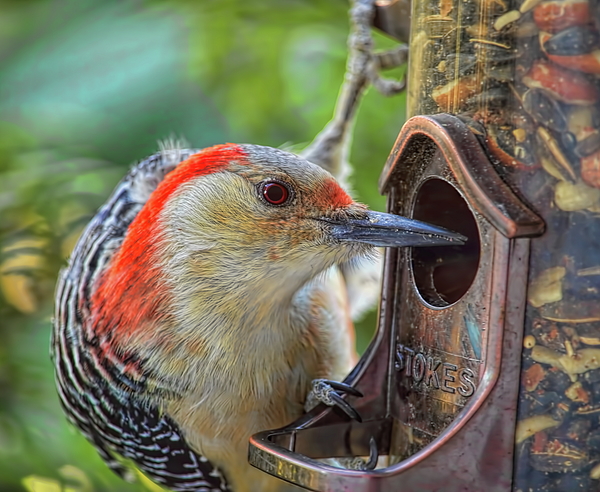 Dale Kauzlaric - Female Red-bellied Woodpecker Up Close