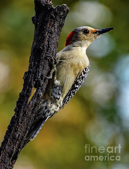 Cindy Treger - Female Red-bellied Woodpecker with a Fall Background