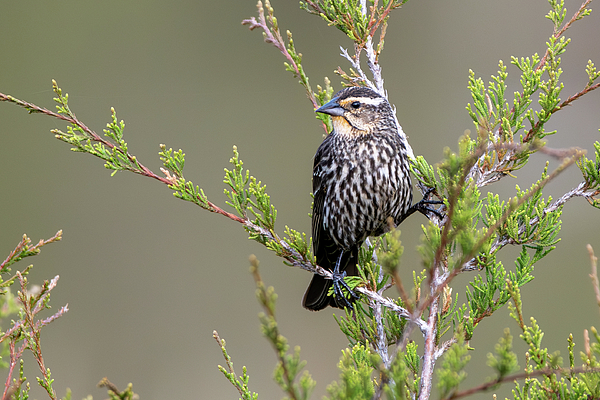 Candice Lowther - Female Red-winged Blackbird