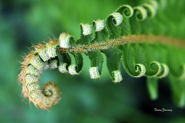 Fern Hand Towel