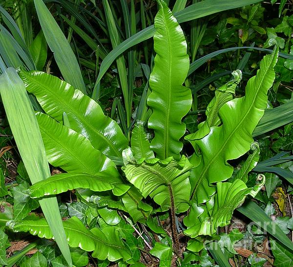 5 x 7 inch Fern Green Envelopes