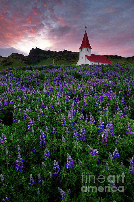 Tom Schwabel - Field of Lupine Wildflowers Surrounding Church in Iceland at Sunset