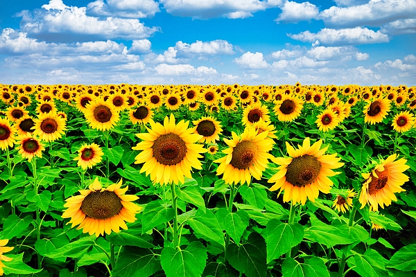 Peter Cole - Field of Sunflowers Kalbar Queensland