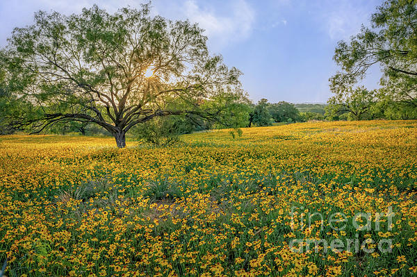 Bee Creek Photography - Tod and Cynthia - Field of Yellow Wildflowers