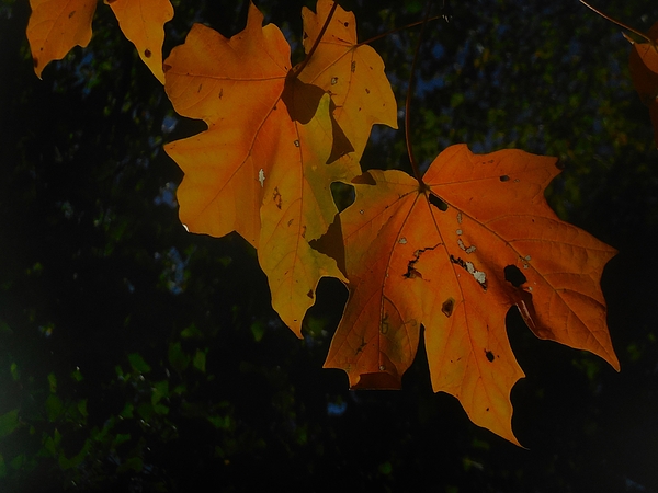 Thomas Brewster - Fiery orange maple leaves