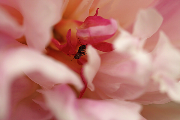 Ant Photographs