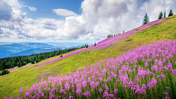 Harry Beugelink - Fireweed Flowers on the High Alpine Slopes