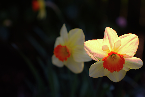 David Barker - First Day of Spring Daffodil II