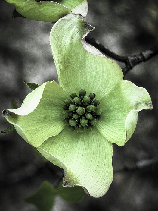 Denise Harty - First Dogwood Flower Of Spring