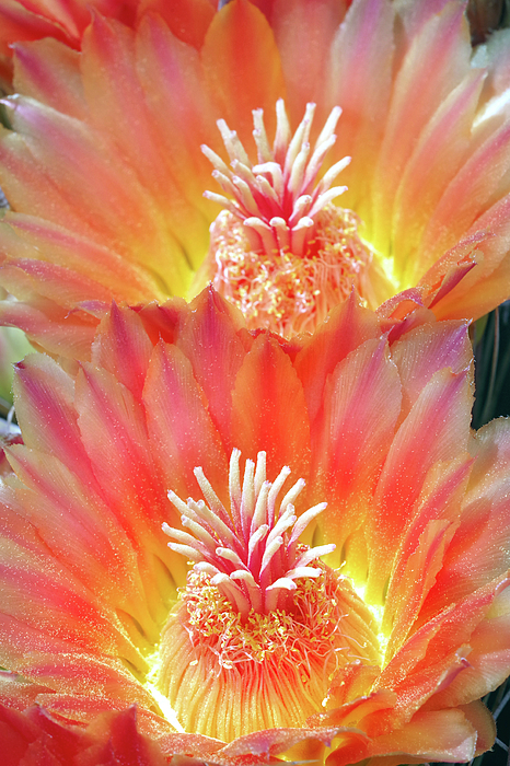 Douglas Taylor - Fishhook Cactus Flowers