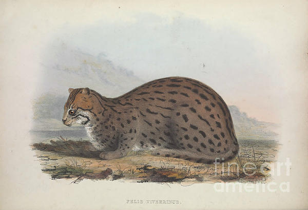 fishing cat Prionailurus viverrinus q1 Greeting Card by Historic