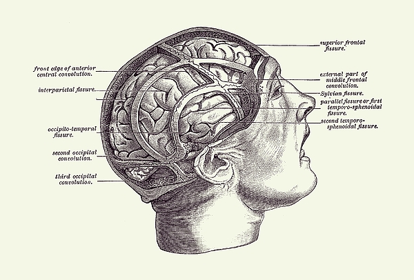 https://images.fineartamerica.com/images/artworkimages/medium/3/fissure-focused-brain-diagram-vintage-anatomy-2-vintage-anatomy-prints.jpg