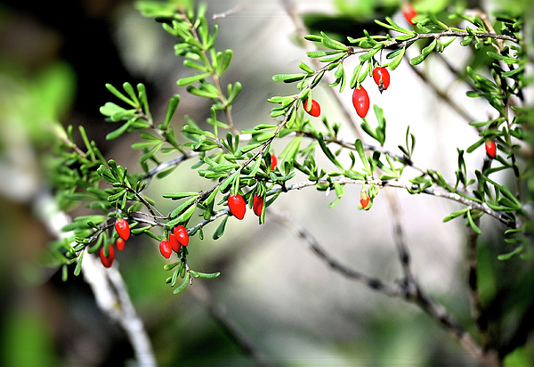 Sherilyn Harper - Florida Evergreen Branches with Red Berries