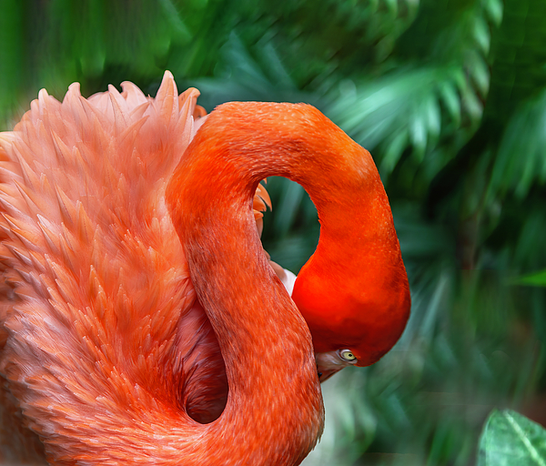 Kay Brewer - Flamingo Curve