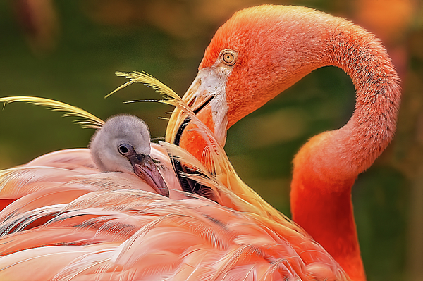 Steve Rich - Flamingo Family Portrait