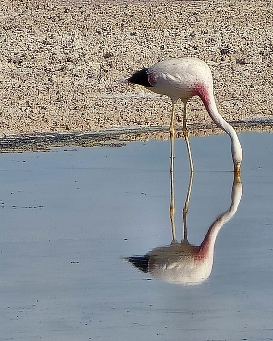 Tristan Pruss - Flamingo in Laguna Chaxa