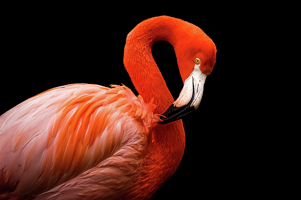 Gayle Berthiaume - Flamingo Model on Black