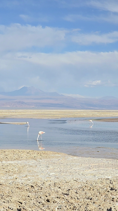 Tristan Pruss - Flamingoes at Laguna Chaxa