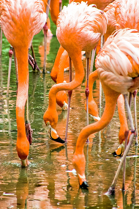 Matthew Bamberg - Flamingos at Singapore Bird Park
