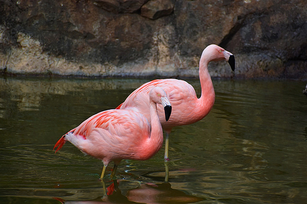 Sandi OReilly - Flamingos Wading At The Pond