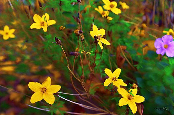 Flowers Still Life Photographs