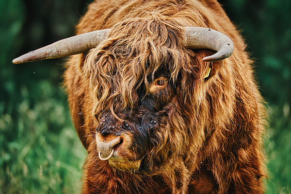 Stuart Litoff - Flies on a Highland Cow #2 - Scotland