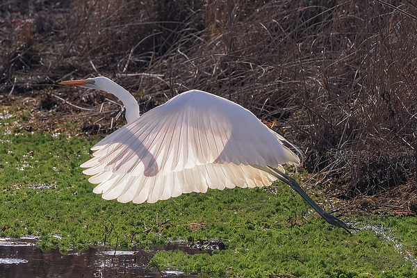 Steve Rich - Flight - Great White Egret