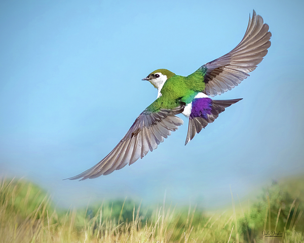 Bird Art