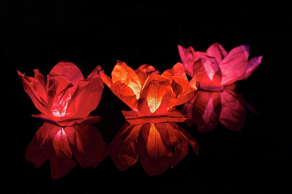 Joe Vella - Floating Chinese Lotus Flower Lanterns.