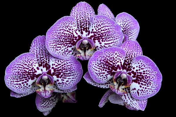 Greta Foose - Floating Orchids