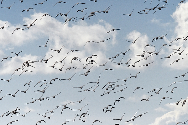 Neil R Finlay - Flock Of Brent Geese In Flight Over Strangford Lough 