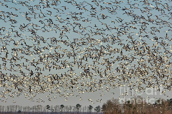 Michelle Tinger - Flock of Snow Geese