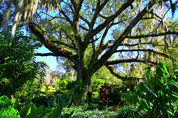 Sherilyn Harper - Florida Live Oak at Garden