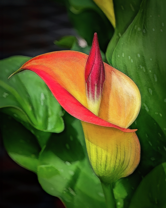 John Kirkland - Flower - Calla Lily - Yellow To Red - Painted