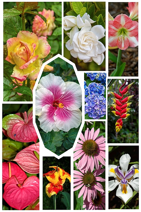 Sally Weigand - Flower Collage