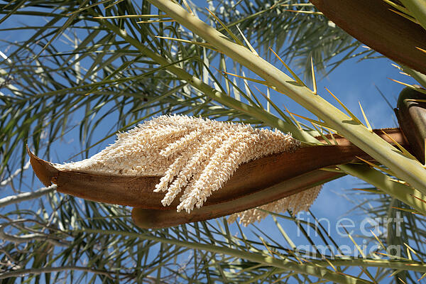 Adriana Mueller - Flowering date palm in spring