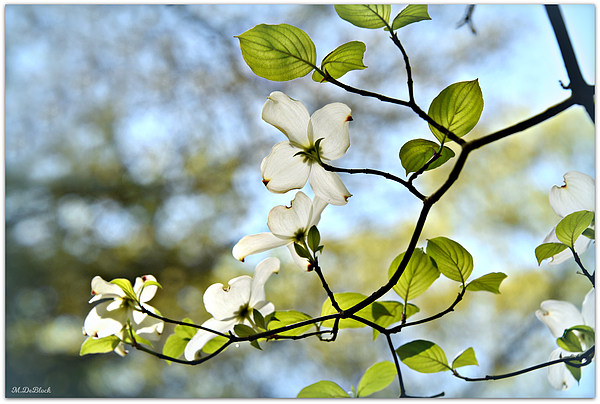 Marilyn DeBlock - Flowering White Dogwood - Providence Forge, Virginia 