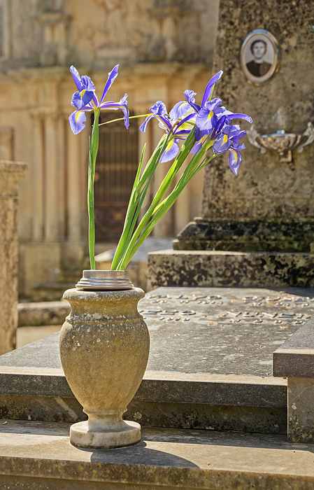 Joan Carroll - Flowers in a Sicilian Cemetery