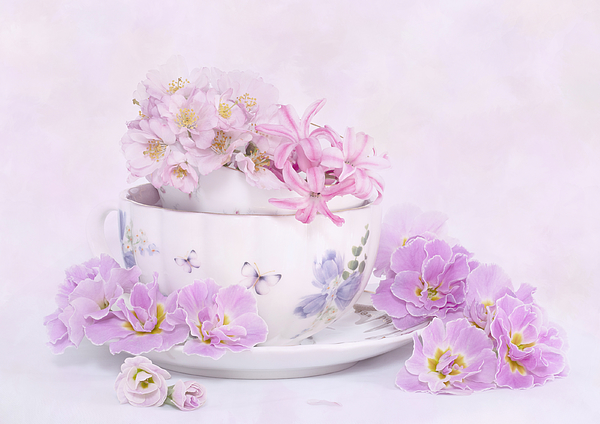 Flowers Still Life Photographs